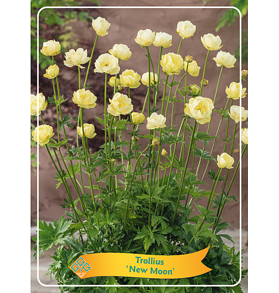 Trollius chinensis New Moon Ø11
