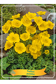 Trollius pumilus Ø11