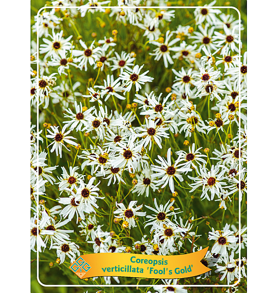 Coreopsis verticillata Fool's Gold Ø11