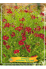 Coreopsis verticillata Ruby Red Ø11