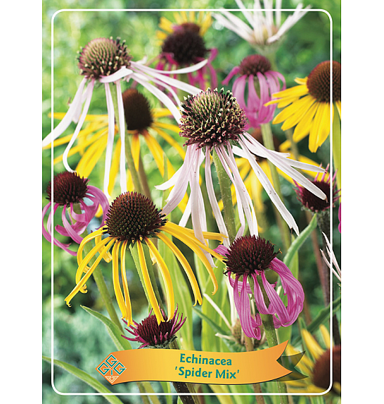 Echinacea Spider Mix  Ø11