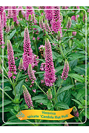 Veronica spicata Candela Hot Pink Ø11