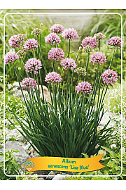 Allium senescens Lisa Blue Ø11