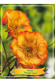 Geum Mango Lassi Ø11