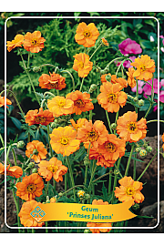 Geum Prinses Juliana Ø11