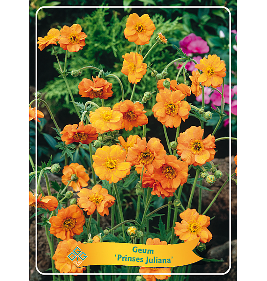 Geum Prinses Juliana Ø11