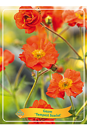 Geum Tempest Scarlet Ø11