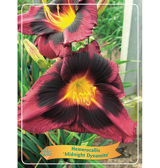 Hemerocallis Midnight Dynamite Ø11