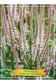 Veronicastrum virginicum Pink Glow Ø11