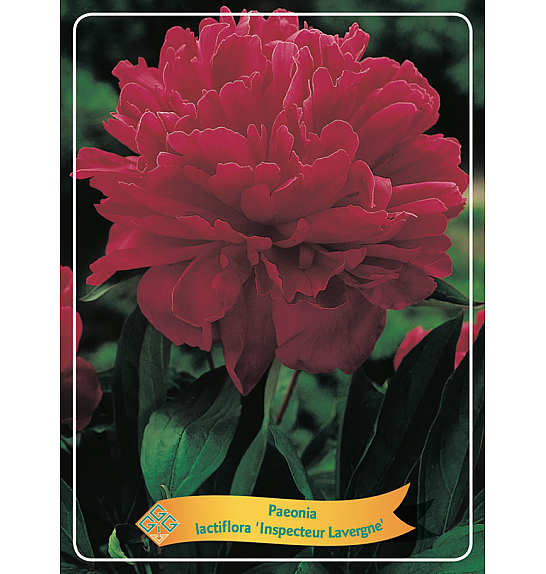 Paeonia lactiflora Inspecteur Lavergne Ø11