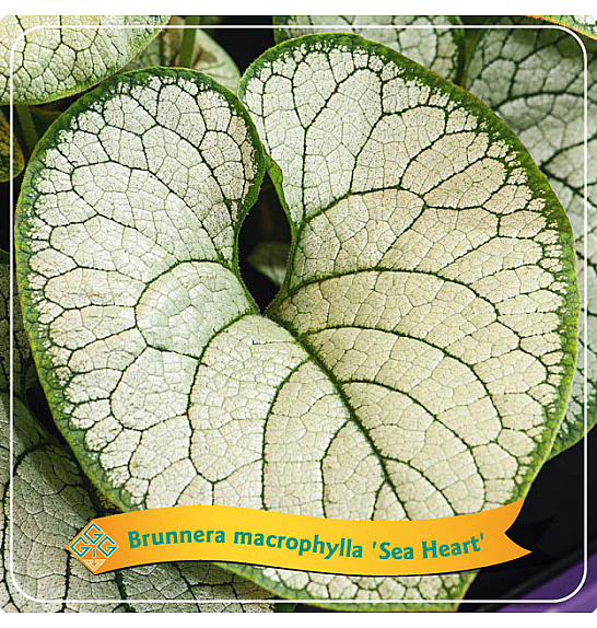 Brunnera macrophylla Sea Heart C5 Lit.