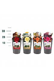 Rosa struik Mix CAT 1 velikocvetne C3 Lit. 10-15 cm