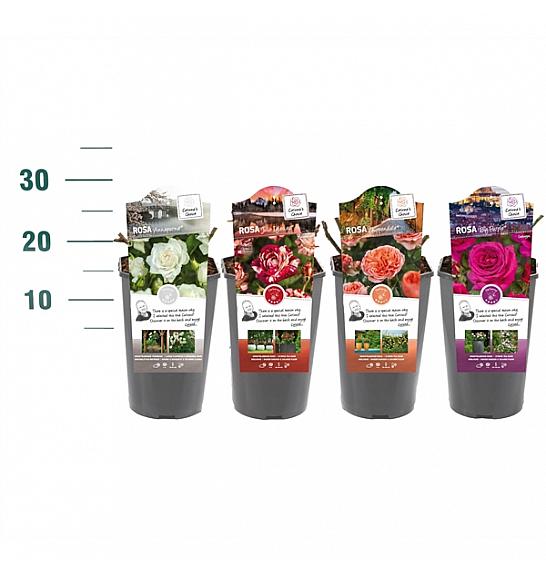 Rosa Mix Geur C3 Lit. 10-15 cm