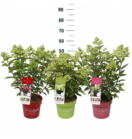 Hydrangea pan. Gardenlights® Mix C3 Lit.