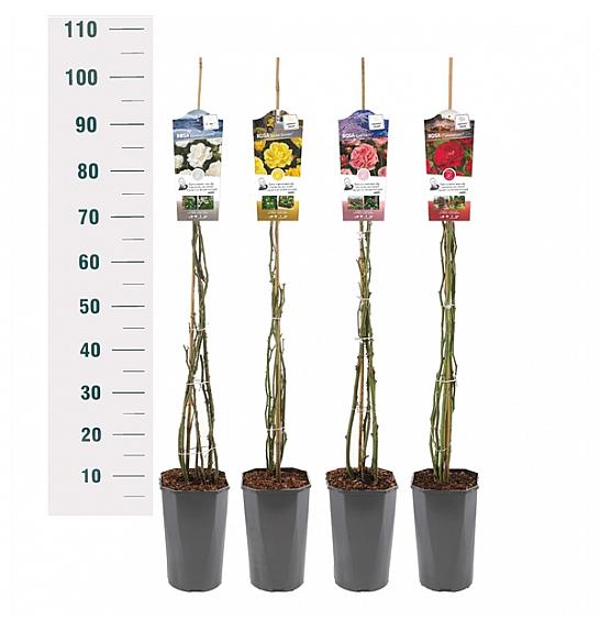 Rosa Mix Basic collection C3 Lit. 50-60 cm Vzpenjava