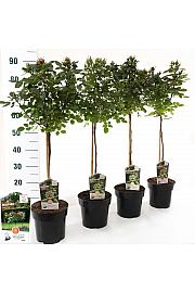 Rosa hybrid Mini Eden Rose C3 Lit. Na steblu 55 cm