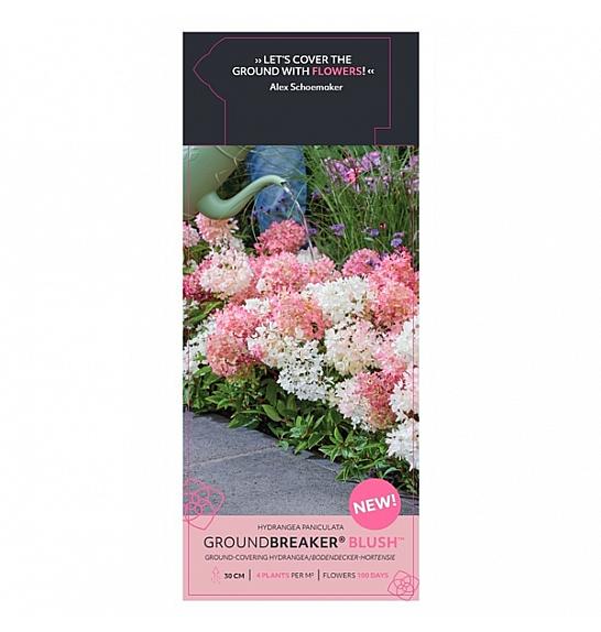 Hydrangea p. Groundbreaker® Blush C3 Lit.