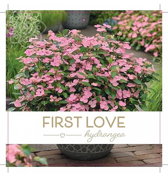 Hydrangea scandens First Love C3 Lit.