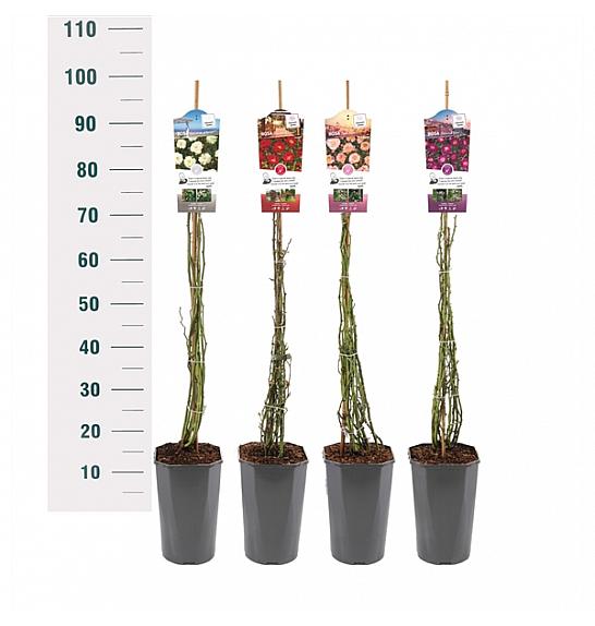 Rosa Mix Rambler C3 Lit. 50-60 cm Vzpenjava
