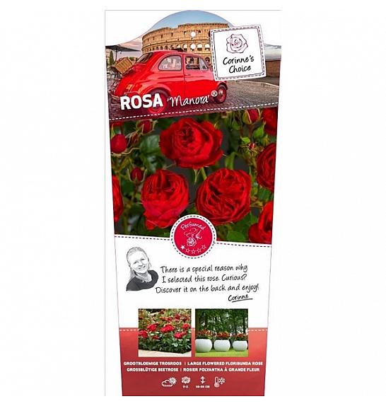 Rosa Manora® C6 Lit. Na steblu 110 cm