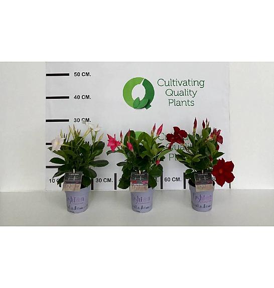 Dipladenia Mandeville Fushion Bloom Selection Ø10