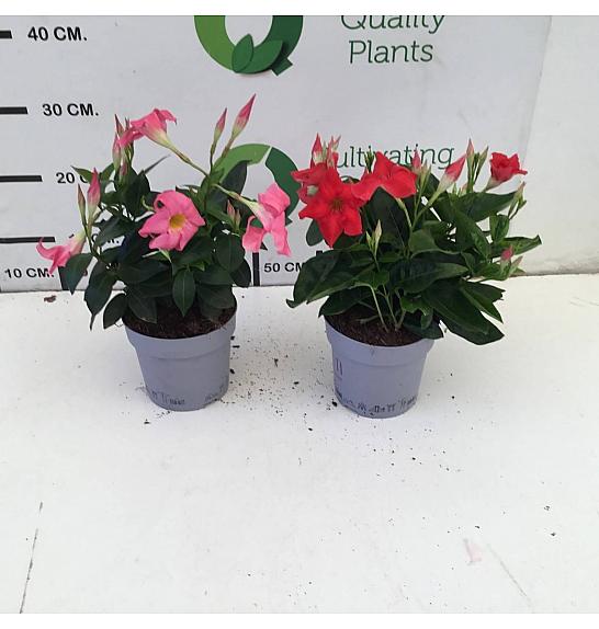 Dipladenia Mandeville Fushion Bloom Selection Ø14