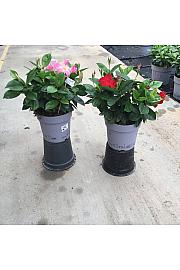 Dipladenia Mandeville Fushion Bloom Selection Ø23