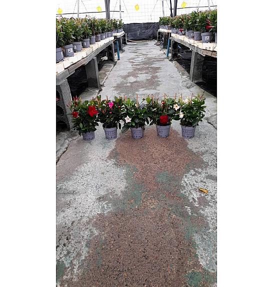 Dipladenia Mandeville Fushion Bloom Selection Ø14