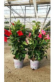 Dipladenia Mandeville Fushion Bloom Selection Ø17