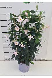 Dipladenia Mandeville Fushion Bloom Selection Ø24