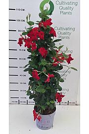 Dipladenia Mandeville Fushion Bloom Selection Ø24