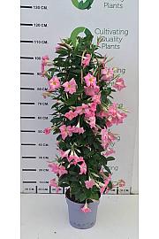 Dipladenia Mandeville Fushion Bloom Selection Ø24