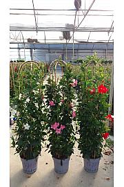 Dipladenia Mandeville Fushion Bloom Selection Ø30