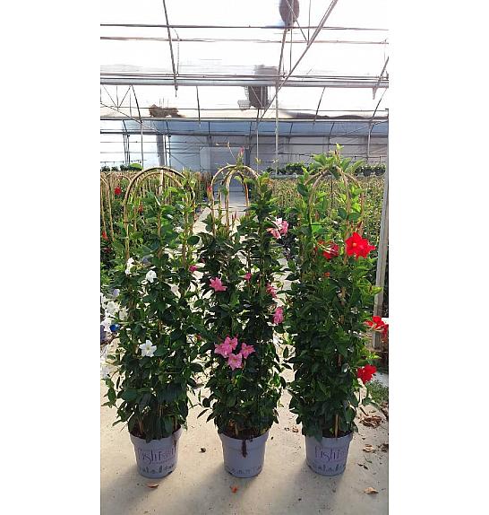 Dipladenia Mandeville Fushion Bloom Selection Ø30