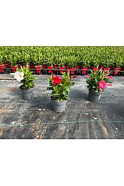 Dipladenia Sandeville St Line Ø14