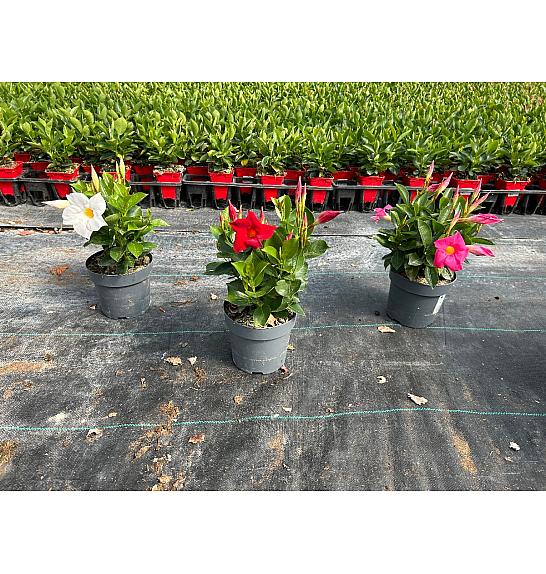 Dipladenia Sandeville St Line Ø14