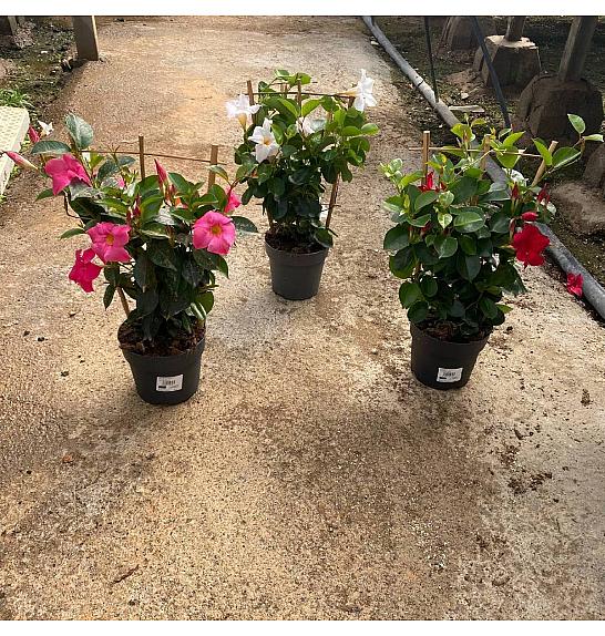 Dipladenia Sandeville St Line Ø17