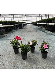 Dipladenia Variety Mix Tropical Coast Ø10