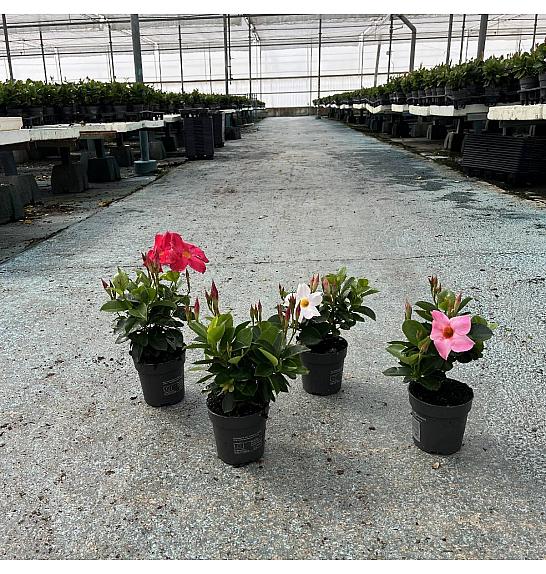 Dipladenia Variety Mix Tropical Coast Ø10