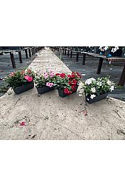 Dipladenia Variety Mix Tropical Coast Ø40