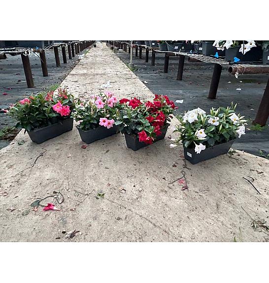 Dipladenia Variety Mix Tropical Coast Ø40