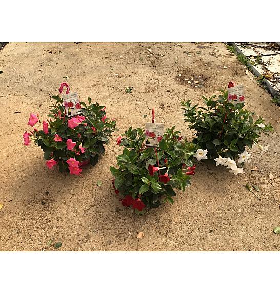 Dipladenia Variety Mix Tropical Coast Ø23