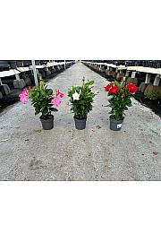 Dipladenia Variety Mix Tropical Coast Ø14