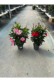 Dipladenia Variety Mix Tropical Coast Ø17