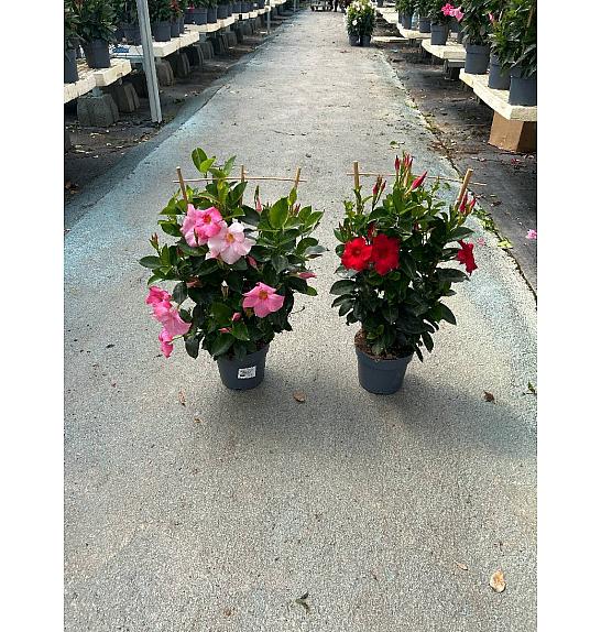 Dipladenia Variety Mix Tropical Coast Ø17