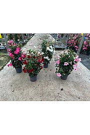 Dipladenia Variety Mix Tropical Coast Ø17