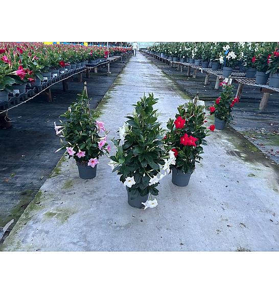 Dipladenia Variety Mix Tropical Coast Ø17