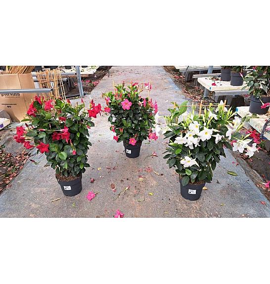 Dipladenia Variety Mix Tropical Coast Ø20