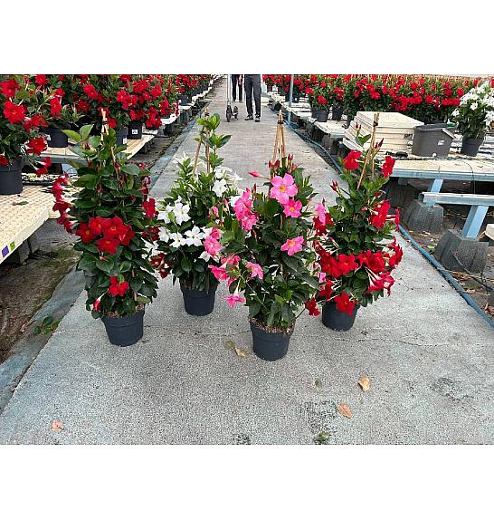 Dipladenia Variety Mix Tropical Coast Ø20