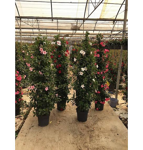 Dipladenia Variety Mix Tropical Coast Ø30